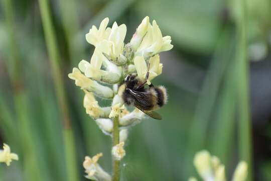 Image of <i>Bombus mckayi</i> Ashmead