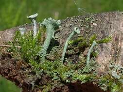 Image of cup lichen