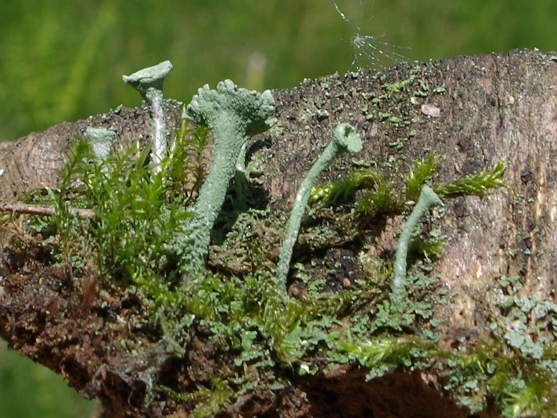 Image of cup lichen