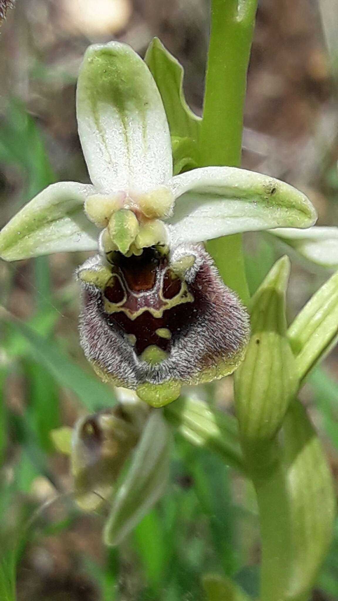 Ophrys bornmuelleri subsp. bornmuelleri resmi