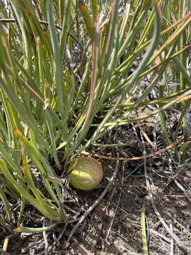 Image of Protea revoluta R. Br.