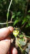 Image de Passiflora allantophylla Mast. ex J. D. Smith