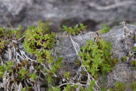 Image of Facchinia rupestris (Scop.) Dillenb. & Kadereit