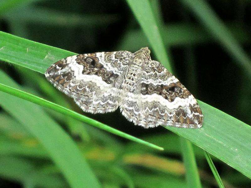 Image of common carpet