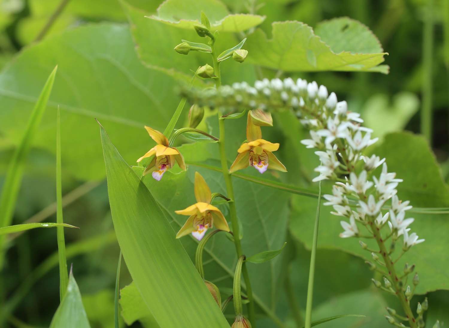 Epipactis thunbergii A. Gray resmi