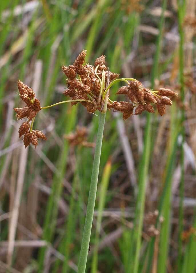 Слика од Schoenoplectus tabernaemontani (C. C. Gmel.) Palla