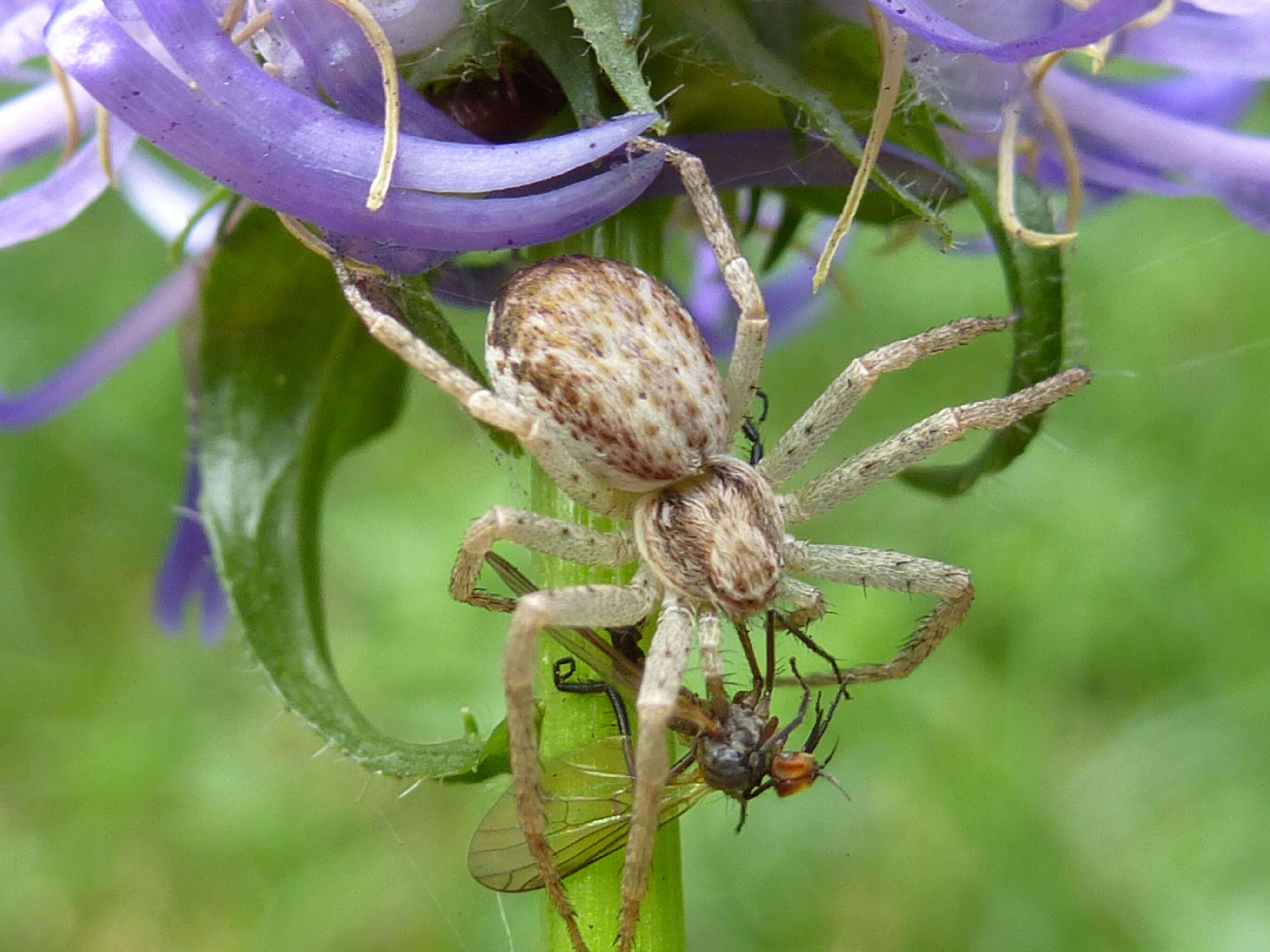 Image of Phyteuma orbiculare L.