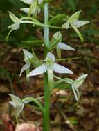 Image of lesser butterfly-orchid