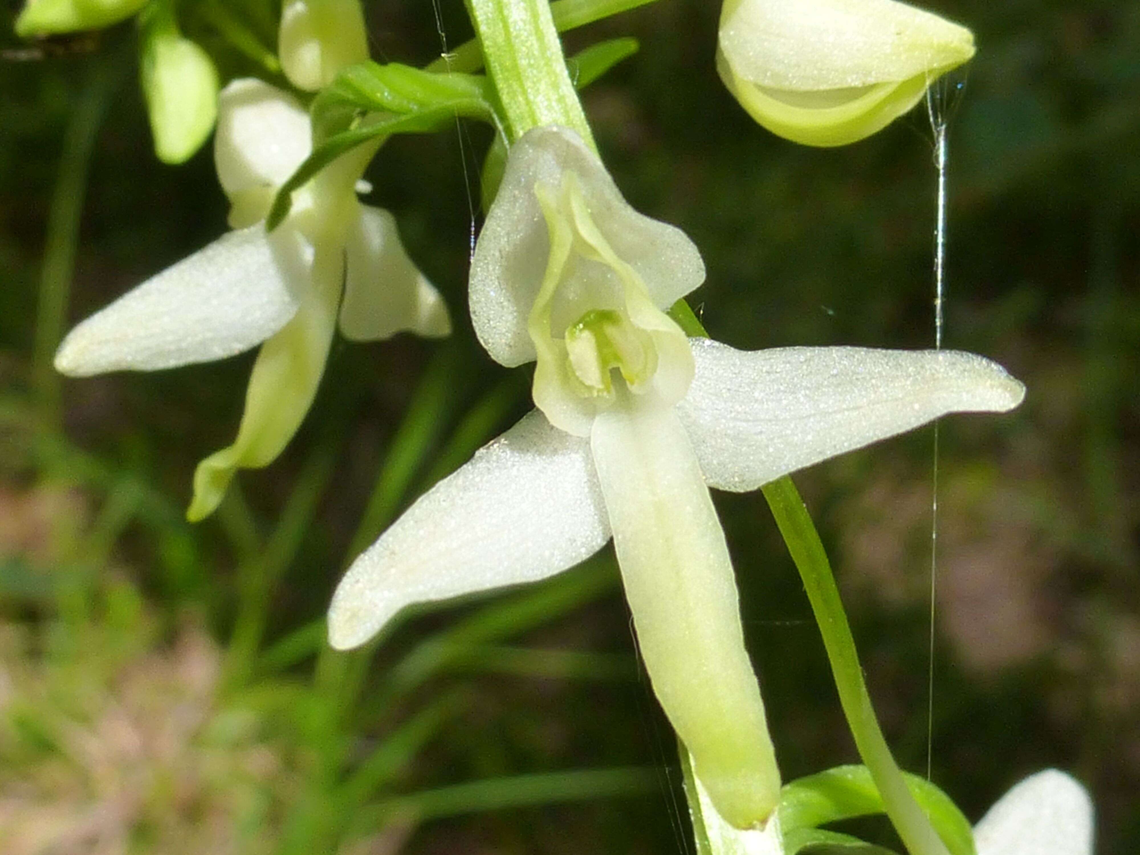 Image of lesser butterfly-orchid