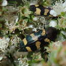 Слика од Castiarina inconspicua (Saunders 1868)