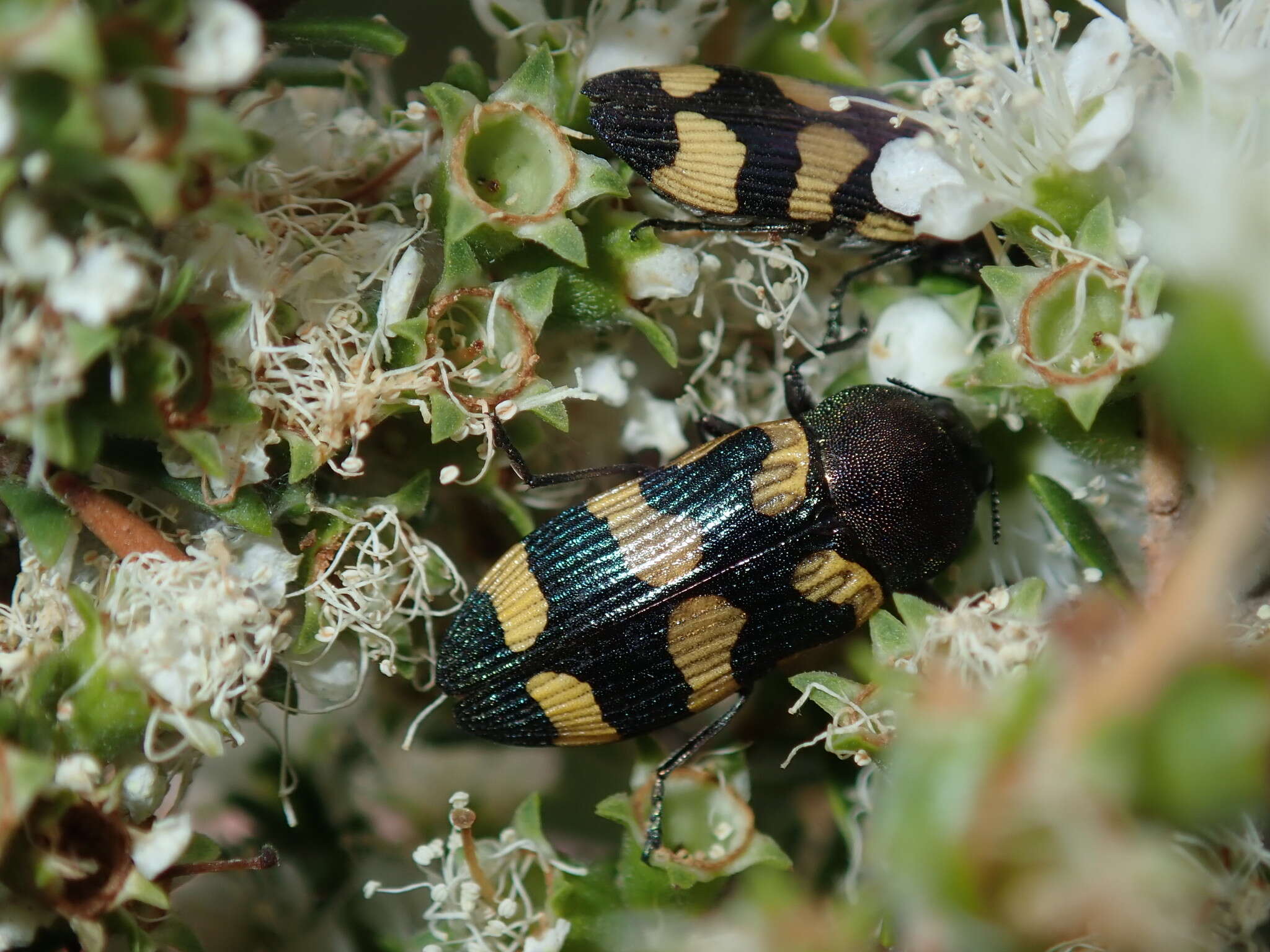 Image of Castiarina inconspicua (Saunders 1868)