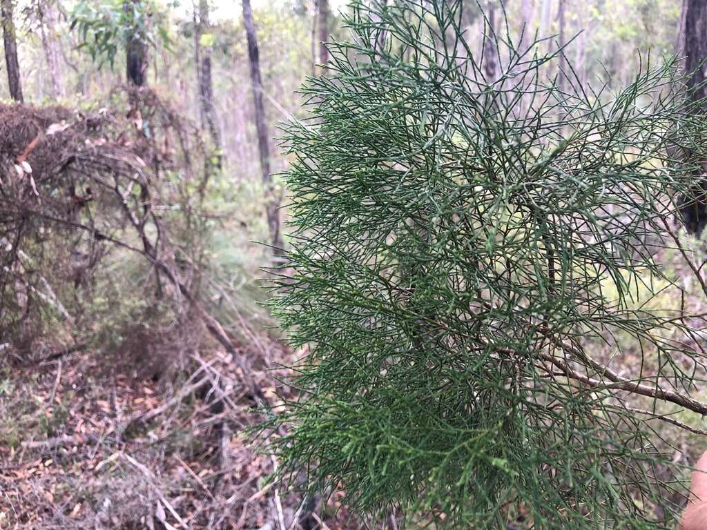 Image of Bailey's Cypress Pine