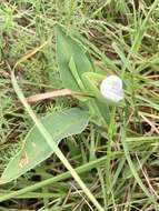 Слика од Commelina platyphylla Klotzsch ex Seub.