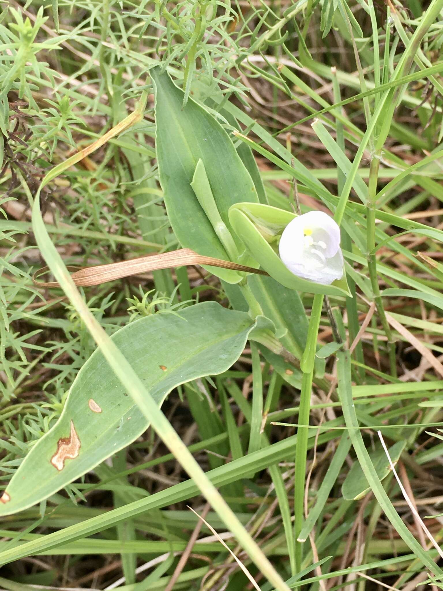 Image of Commelina platyphylla Klotzsch ex Seub.