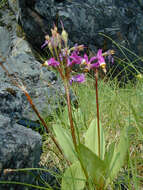 Dodecatheon pulchellum subsp. pauciflorum (Dur.) Hulten resmi