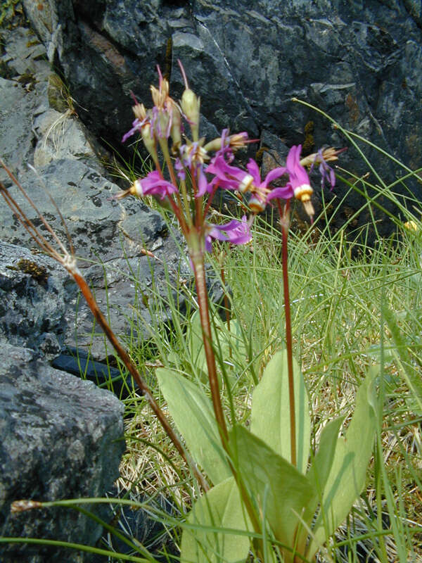 Dodecatheon pulchellum subsp. pauciflorum (Dur.) Hulten resmi