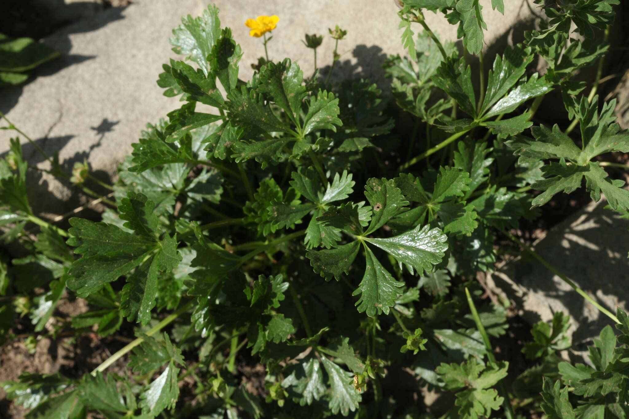 Image of Potentilla ruprechtii Boiss.