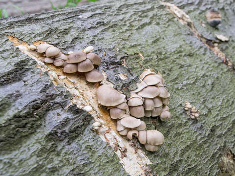 Image of Pleurotus pulmonarius (Fr.) Quél. 1872