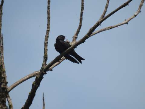 Image of White-thighed Swallow