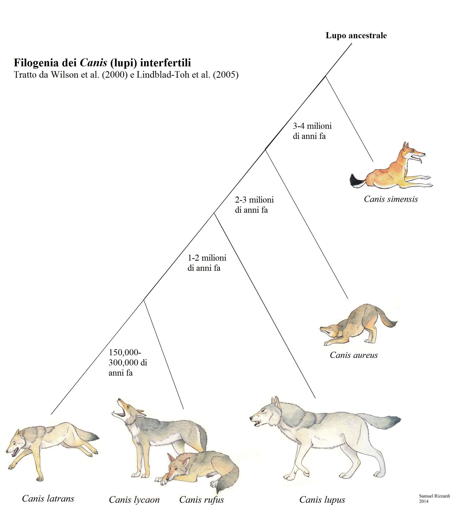 Image of Ethiopian wolf