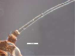Image of Cotton aphid