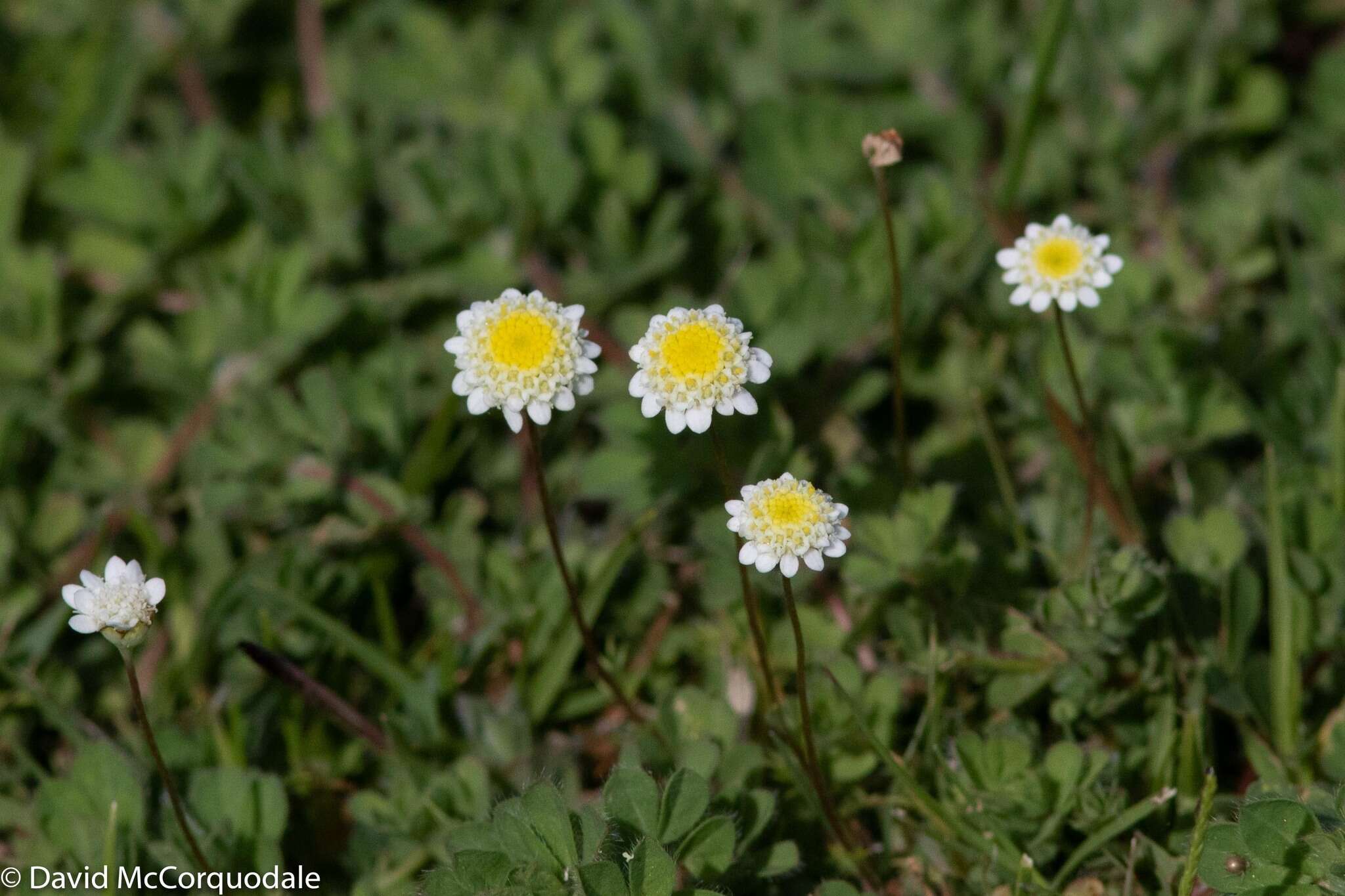 Image of Goose daisy