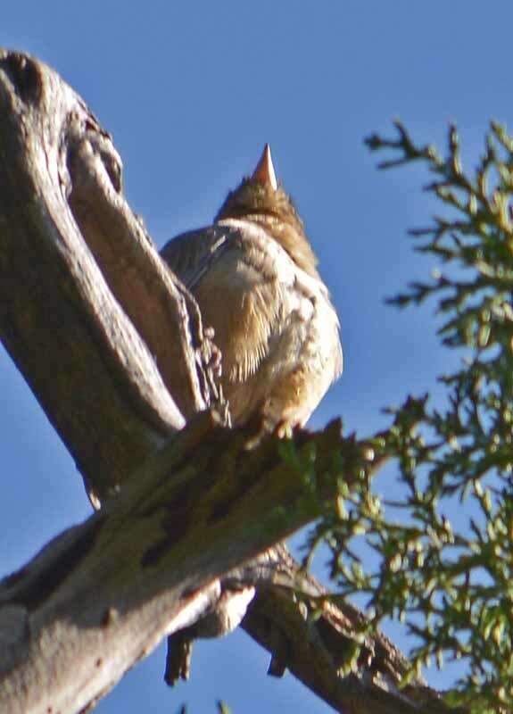 Image of Canyon Towhee