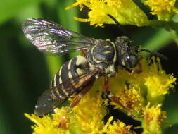 Triepeolus pectoralis (Robertson 1897) resmi