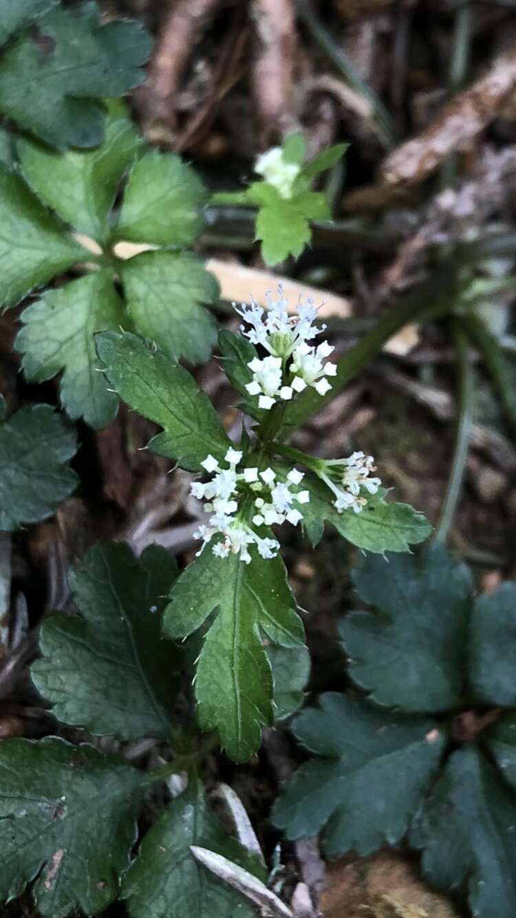 Image of Sanicula petagnioides Hayata