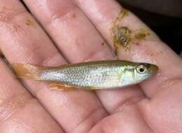 Image of Western starhead topminnow