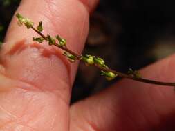 Image of Triglochin bulbosa L.