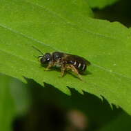 Image of Orange-legged furrow bee