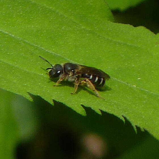 Image of Orange-legged furrow bee