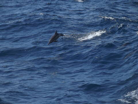 Image of Delphinus capensis