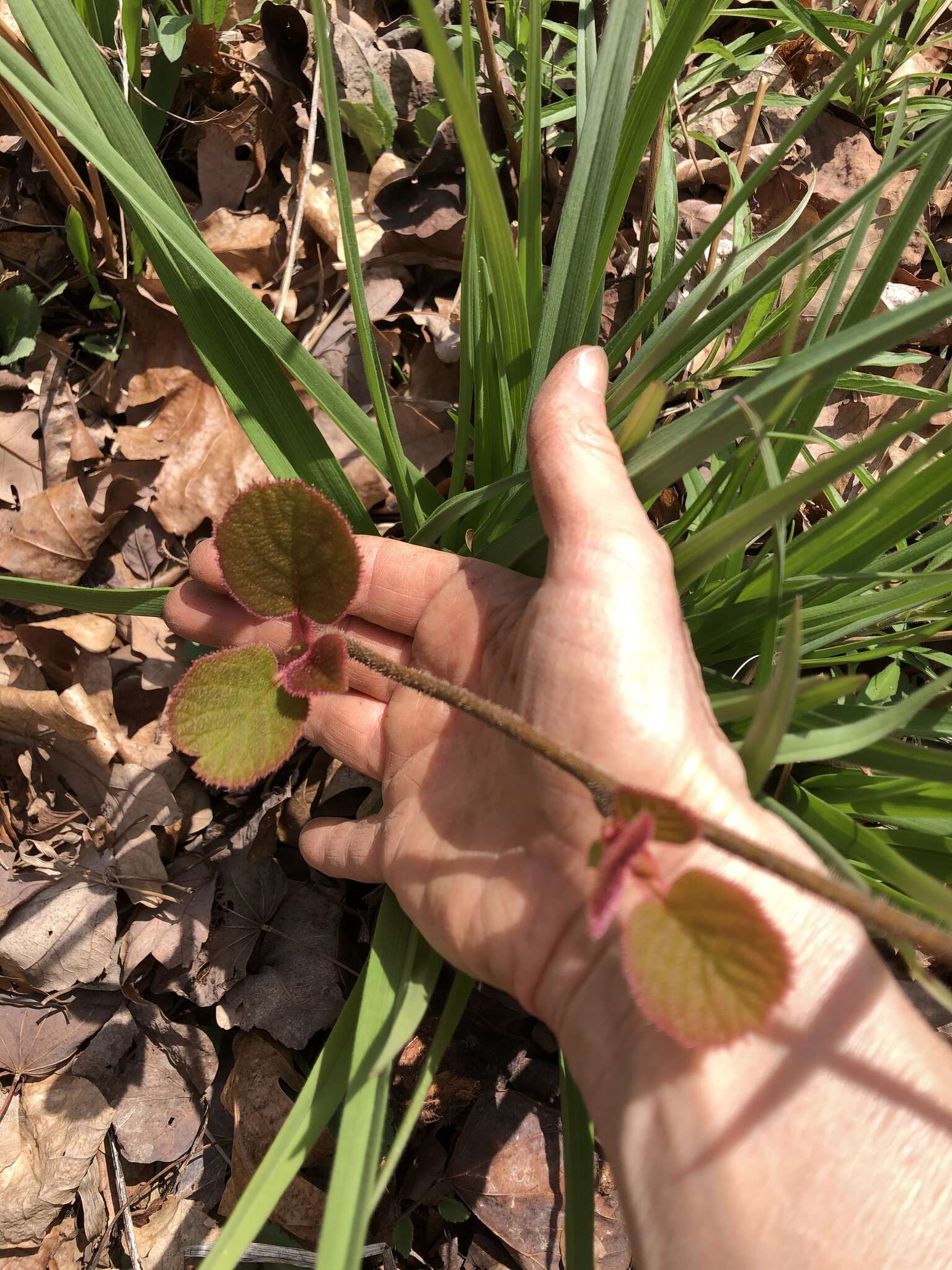 Image de Actinidia chinensis Planch.