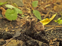 Imagem de Xylaria friesii Læssøe 1992