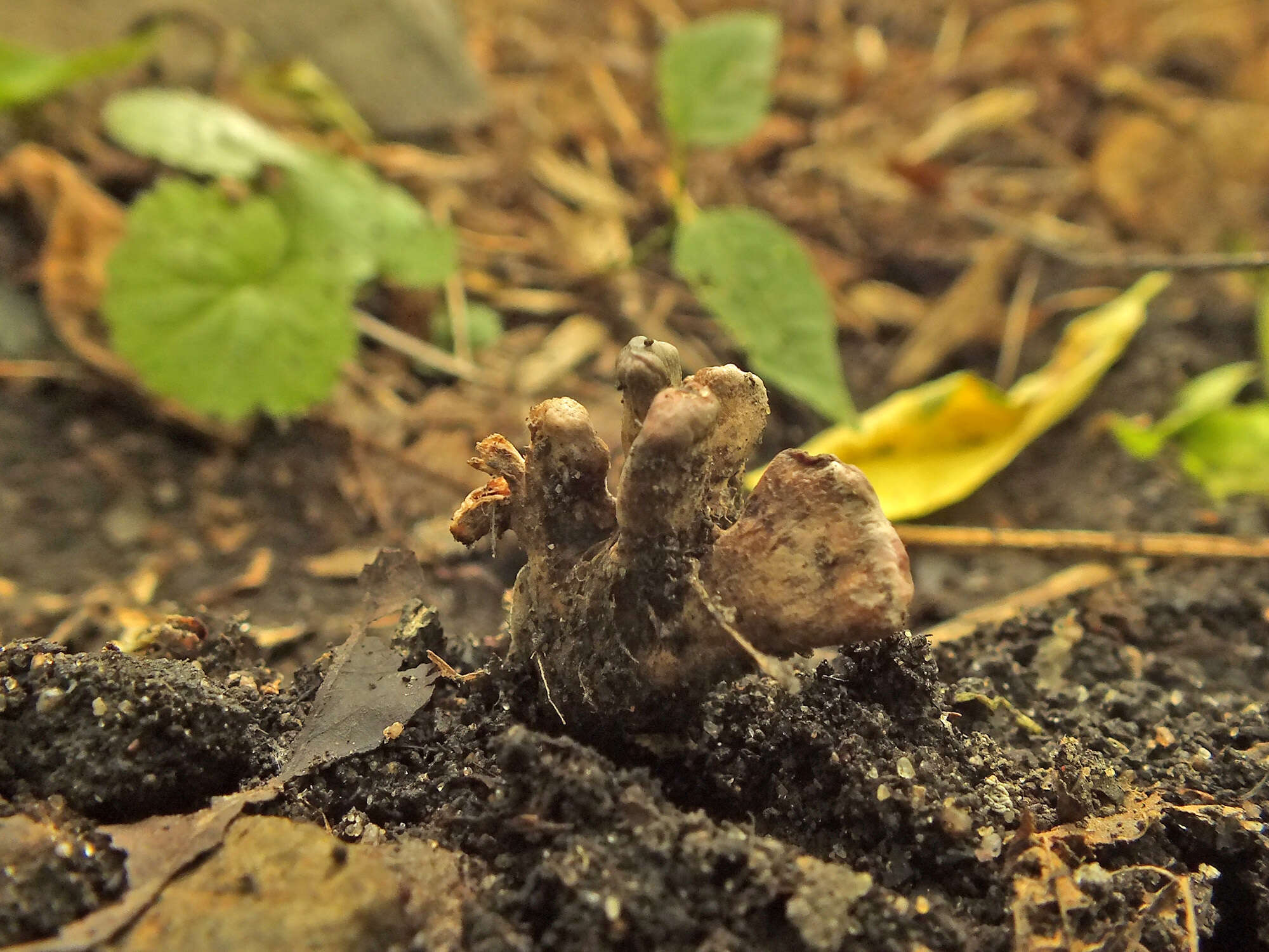 Imagem de Xylaria friesii Læssøe 1992