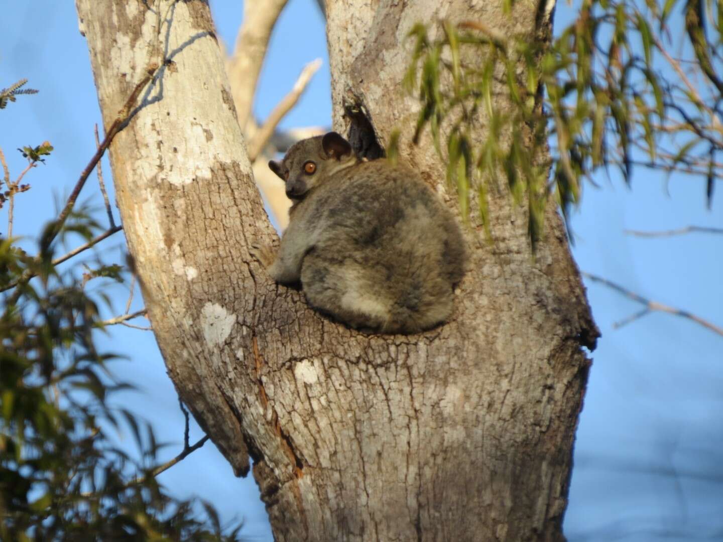 Image of Lesser Weasel Lemur