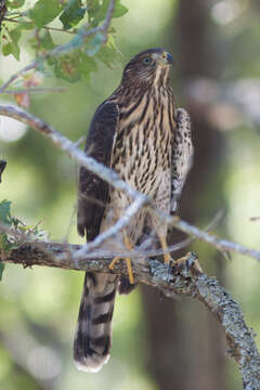 Image of Cooper's Hawk