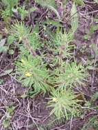 Image of Ground-pine