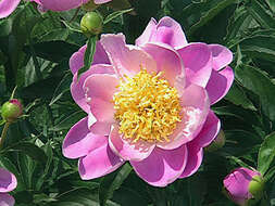 Plancia ëd Paeonia lactiflora Pall.