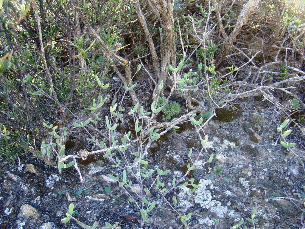 Image of Haworthia herbacea var. herbacea