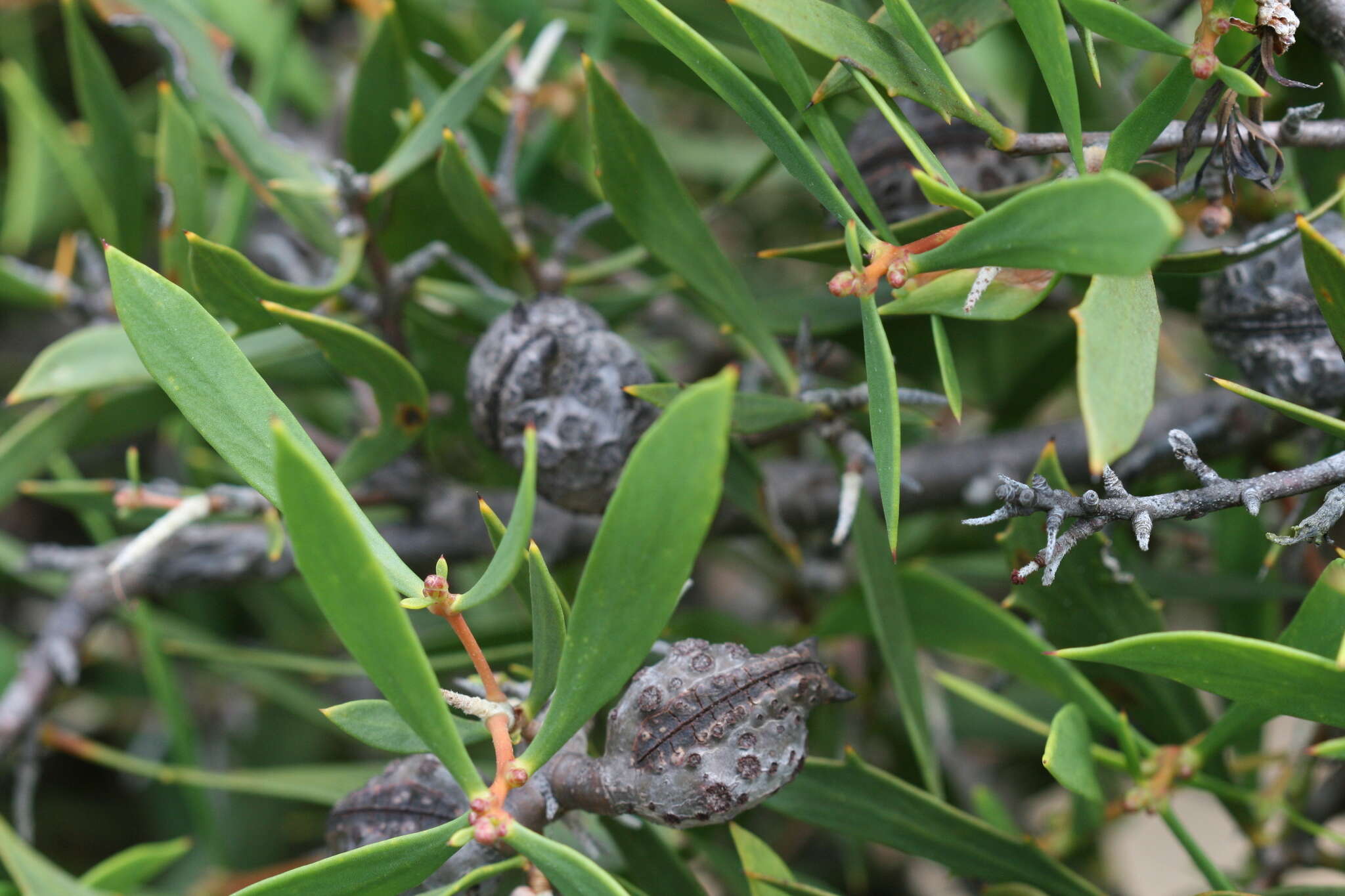 Image of Hakea oleifolia (Sm.) R. Br.