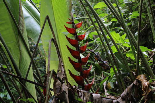 Image de Heliconia bourgaeana Petersen