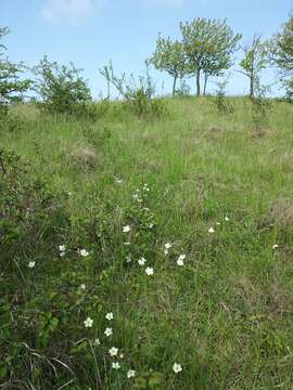 Image of Snowdrop Anemone