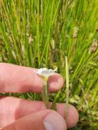 Image de Epilobium insulare Hausskn.