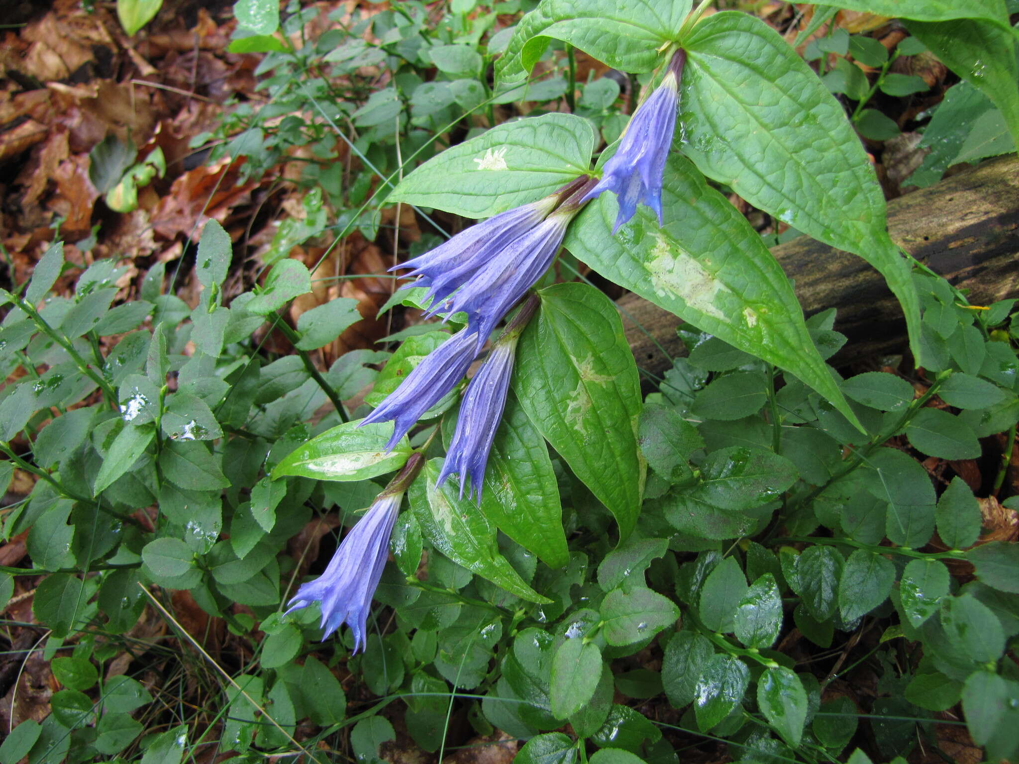 Gentiana asclepiadea L.的圖片