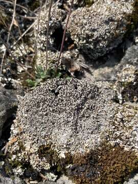 Imagem de Caloplaca sinapisperma (DC.) Maheu & A. Gillet