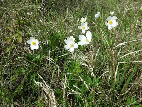 Image of Snowdrop Anemone