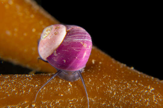 Imagem de Margarella violacea (P. P. King 1832)